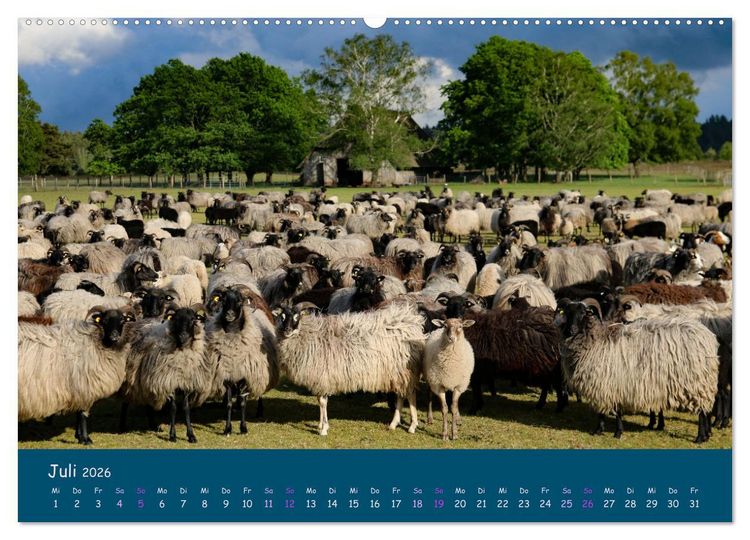 Produktbild: Heidschnucken, die pr&auml;chtigen Schafe der L&uuml;neburger Heide (hochwertiger Premium Wandkalender 2026 DIN A2 quer), Kunstdruck in Hochglanz