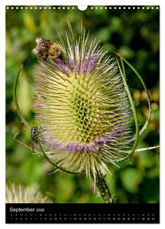 Produktbild: Bienen (Wandkalender 2026 DIN A3 hoch), CALVENDO Monatskalender
