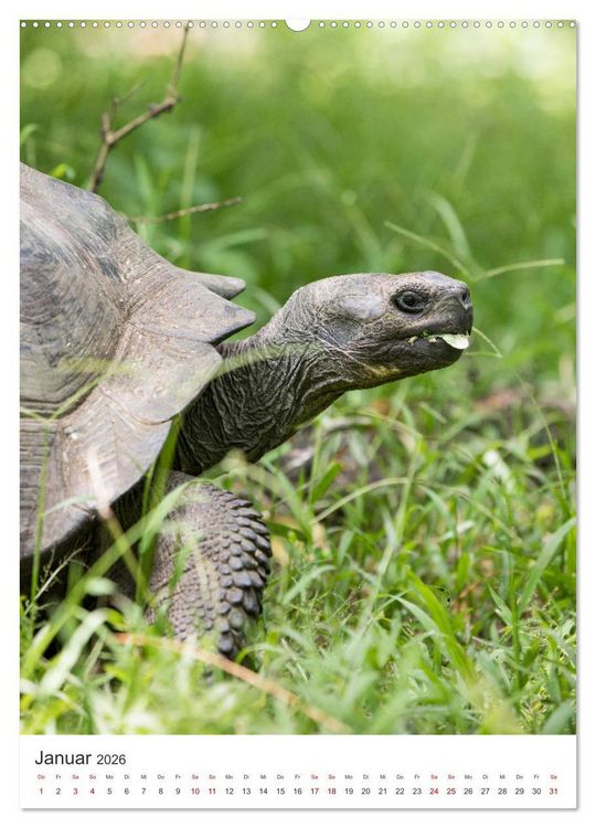 Produktbild: Galapagos - Atemberaubende Tierwelt (hochwertiger Premium Wandkalender 2026 DIN A2 hoch), Kunstdruck in Hochglanz