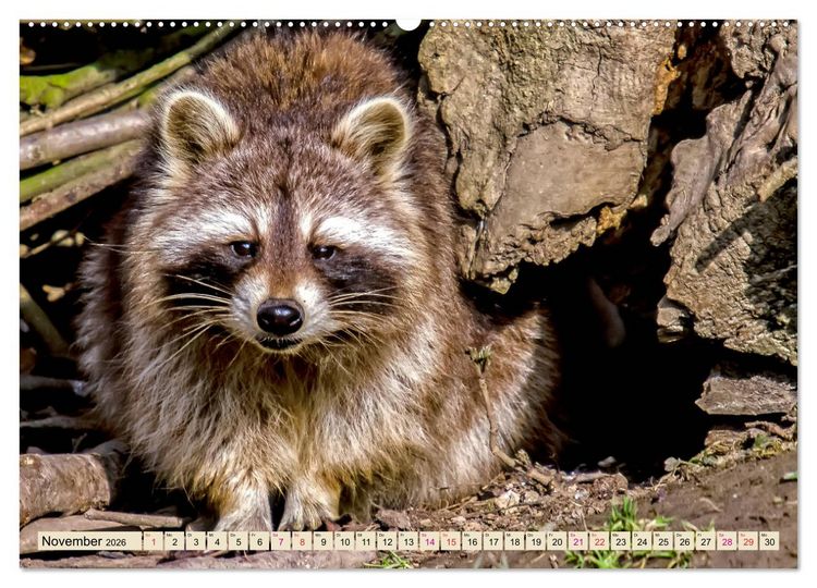 Produktbild: Waschb&auml;r - Niedlicher Allesfresser (Wandkalender 2026 DIN A2 quer), CALVENDO Monatskalender