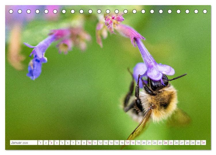 Produktbild: In der Natur unterwegs (Tischkalender 2026 DIN A5 quer), CALVENDO Monatskalender