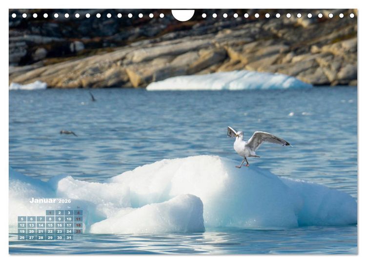 Produktbild: M&ouml;wen frech und witzig (Wandkalender 2026 DIN A4 quer), CALVENDO Monatskalender