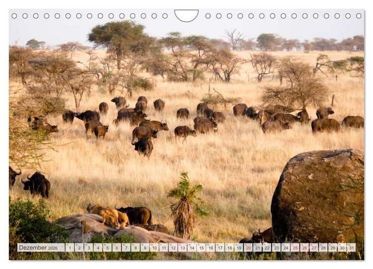 Produktbild: Tansania - Durch die Nationalparks Ostafrikas (Wandkalender 2026 DIN A4 quer), CALVENDO Monatskalender