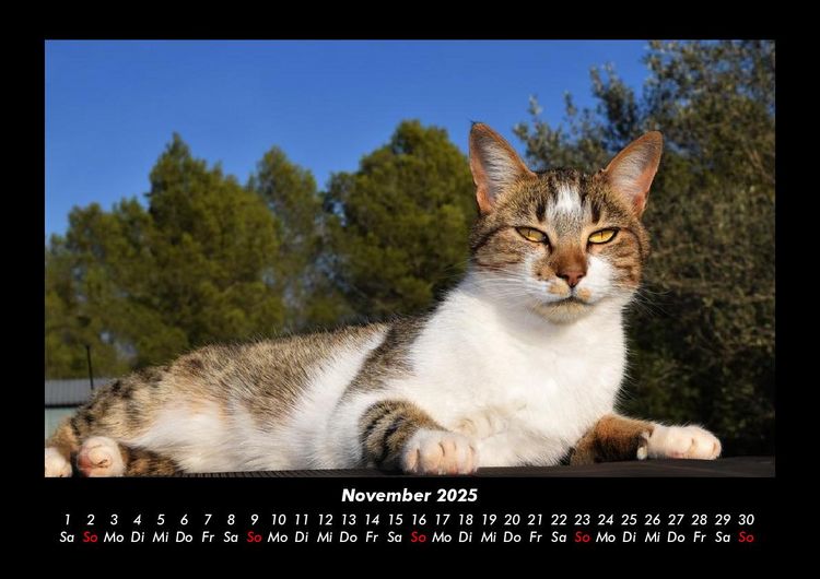 Produktbild: F&uuml;r Katzenfreunde 2025 Fotokalender DIN A3