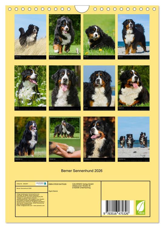 Produktbild: Berner Sennenhund 2026 (Wandkalender 2026 DIN A4 hoch), CALVENDO Monatskalender