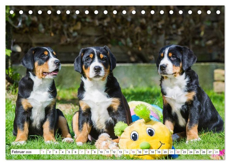 Produktbild: Schweizer Sennenhunde - die Hunde aus den Schweizer Alpen (Tischkalender 2026 DIN A5 quer), CALVENDO Monatskalender