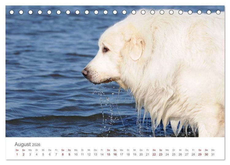 Produktbild: Pyren&auml;enberghunde (Tischkalender 2026 DIN A5 quer), CALVENDO Monatskalender