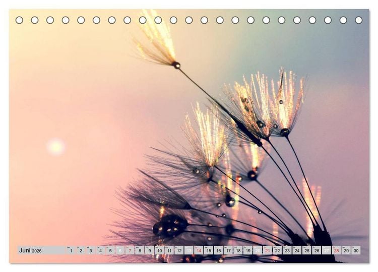 Produktbild: PusteblumenZauber (Tischkalender 2026 DIN A5 quer), CALVENDO Monatskalender