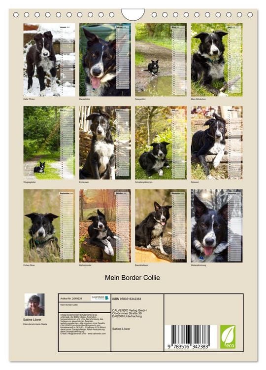 Produktbild: Mein Border Collie (Wandkalender 2026 DIN A4 hoch), CALVENDO Monatskalender