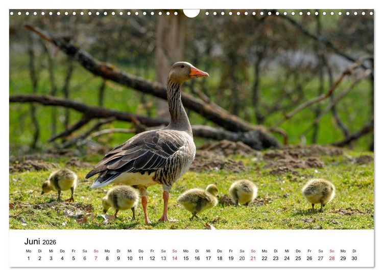 Produktbild: Wilde Tiere unserer Heimat (Wandkalender 2026 DIN A3 quer), CALVENDO Monatskalender