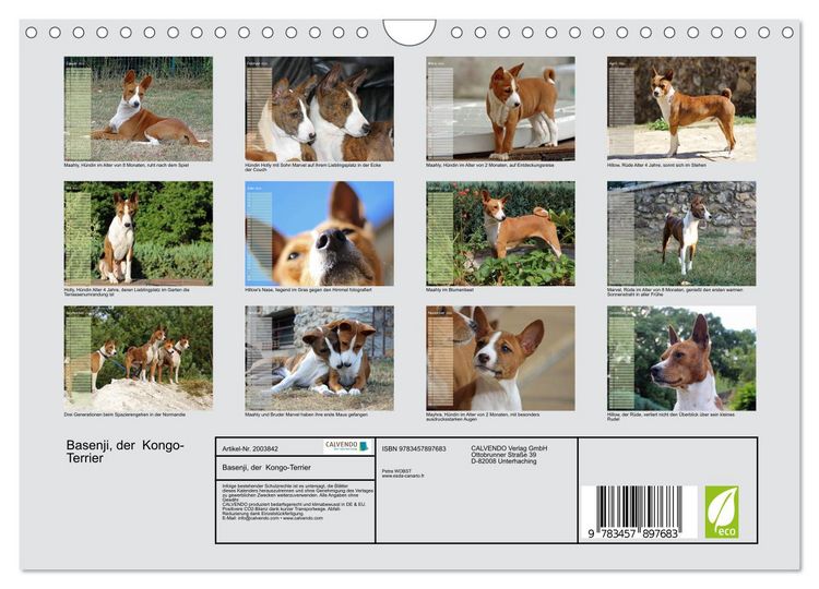Produktbild: Basenji, der Kongo-Terrier (Wandkalender 2026 DIN A4 quer), CALVENDO Monatskalender