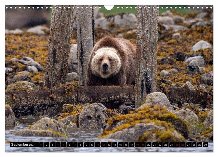 Produktbild: Grizzlys und Geisterb&auml;ren - Glendale Cove, Kanada (Wandkalender 2027 DIN A3 quer), CALVENDO Monatskalender