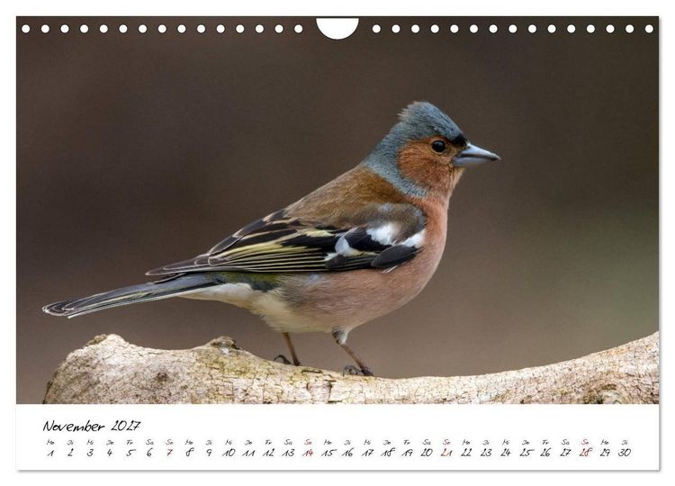 Produktbild: Heimische Vogelwelt (Wandkalender 2027 DIN A4 quer), CALVENDO Monatskalender
