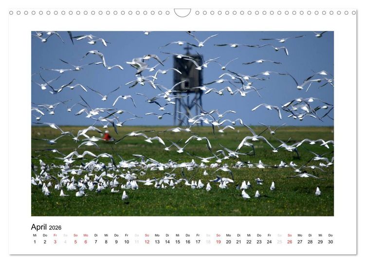 Produktbild: Die sch&ouml;ne Insel Neuwerk (Wandkalender 2026 DIN A3 quer), CALVENDO Monatskalender