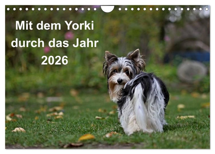 Produktbild: Mit dem Yorki durch das Jahr 2026 (Wandkalender 2026 DIN A4 quer), CALVENDO Monatskalender