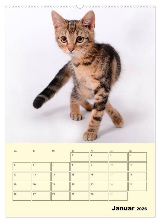 Produktbild: K&auml;tzchen - Theater (Wandkalender 2026 DIN A2 hoch), CALVENDO Monatskalender