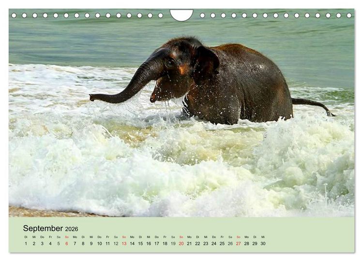 Produktbild: Elefanten. Badespa&szlig; am Strand (Wandkalender 2026 DIN A4 quer), CALVENDO Monatskalender