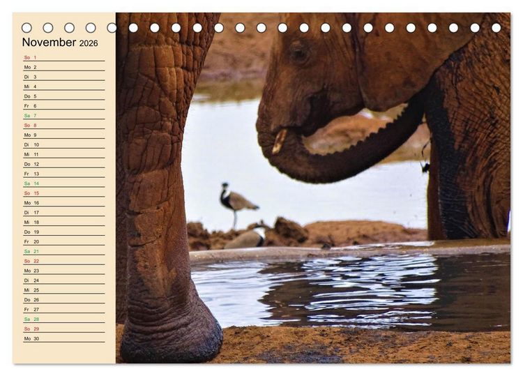 Produktbild: Verr&uuml;ckt nach Safari Verr&uuml;ckt nach Abenteuer in Kenia (Tischkalender 2026 DIN A5 quer), CALVENDO Monatskalender