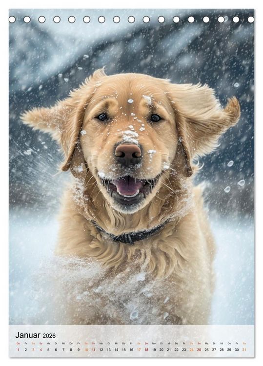 Produktbild: Golden Retriever - ein Hund f&uuml;r die Familie (Tischkalender 2026 DIN A5 hoch), CALVENDO Monatskalender