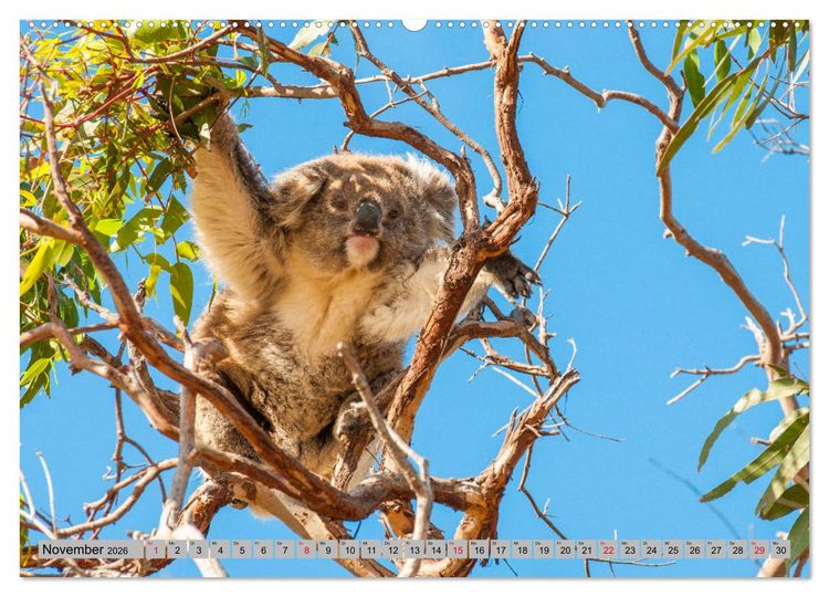 Produktbild: Australische Koalas (Wandkalender 2026 DIN A2 quer), CALVENDO Monatskalender
