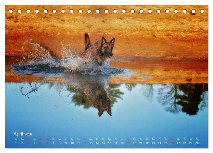 Produktbild: Malinois lieben Wasser (Tischkalender 2026 DIN A5 quer), CALVENDO Monatskalender