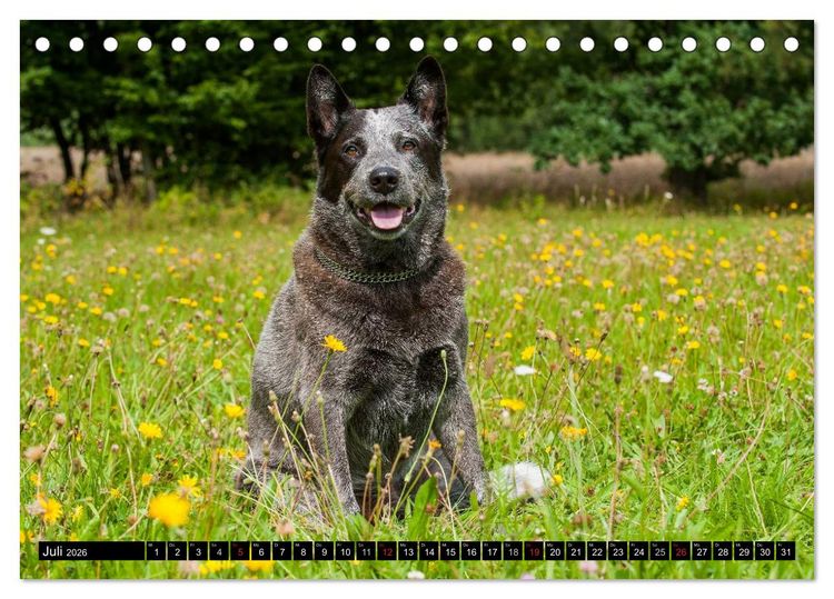 Produktbild: Power auf 4 Pfoten. Australian Cattle Dog (Tischkalender 2026 DIN A5 quer), CALVENDO Monatskalender