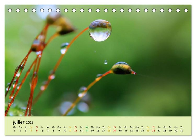 Produktbild: Le monde majestueux des mousses (Calendrier de bureau 2026 DIN A5 vertical), CALVENDO calendrier mensuel