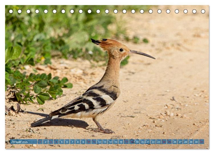 Produktbild: V&ouml;gel der Algarve (Tischkalender 2026 DIN A5 quer), CALVENDO Monatskalender