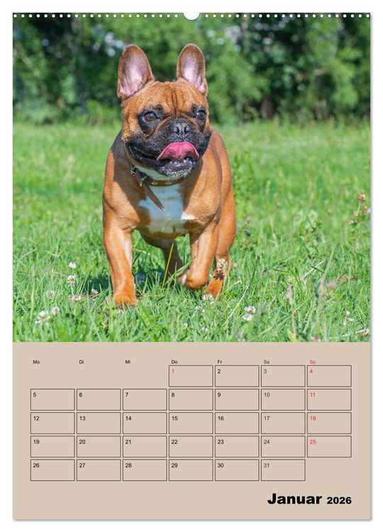 Produktbild: Jahresplaner Franz&ouml;sische Bulldogge (Wandkalender 2026 DIN A2 hoch), CALVENDO Monatskalender