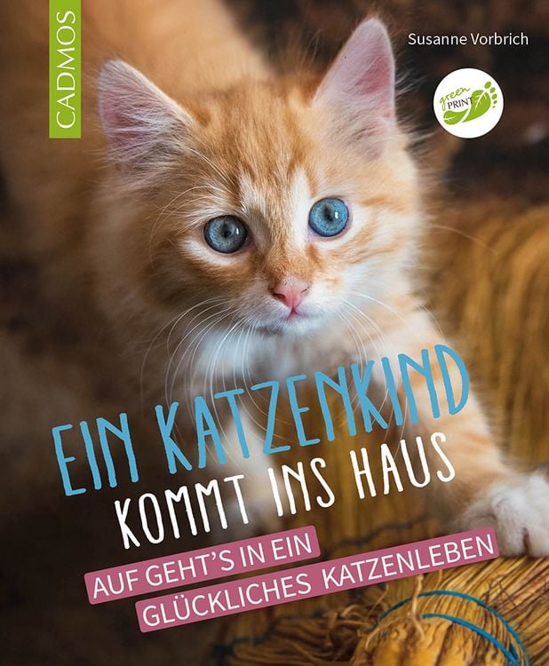 Produktbild: Ein Katzenkind kommt ins Haus