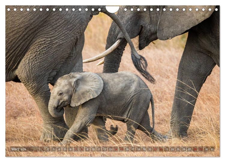 Produktbild: Safari in Tansania (Wandkalender 2026 DIN A4 quer), CALVENDO Monatskalender