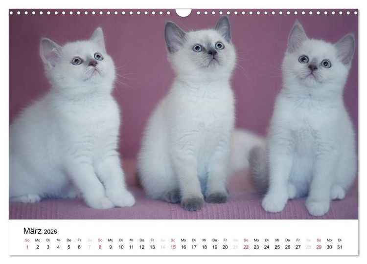 Produktbild: Briten B&auml;rchen &ndash; Britsch Kurzhaar 2026 (Wandkalender 2026 DIN A3 quer), CALVENDO Monatskalender