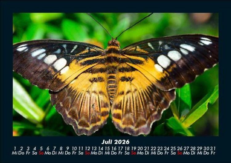 Produktbild: Tierkalender 2026 Fotokalender DIN A5