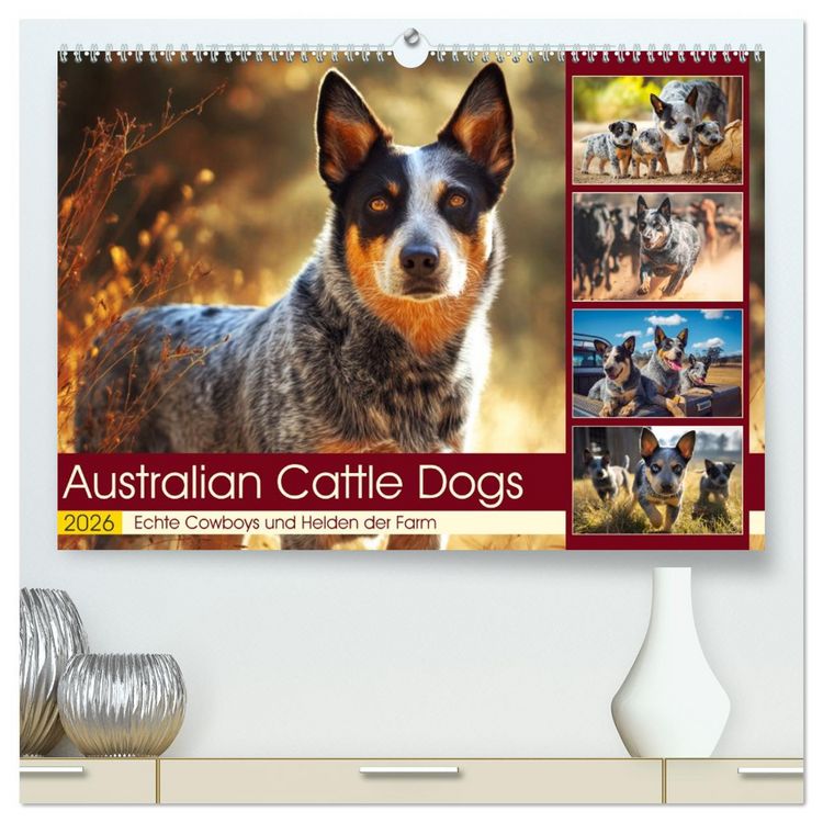 Produktbild: Australian Cattle Dogs. Echte Cowboys und Helden der Farm (hochwertiger Premium Wandkalender 2026 DIN A2 quer), Kunstdruck in Hochglanz