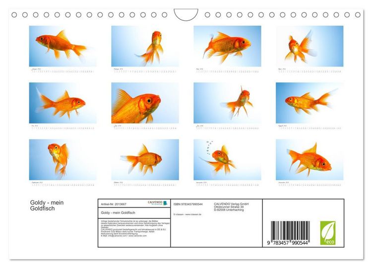 Produktbild: Goldy - mein Goldfisch (Wandkalender 2026 DIN A4 quer), CALVENDO Monatskalender