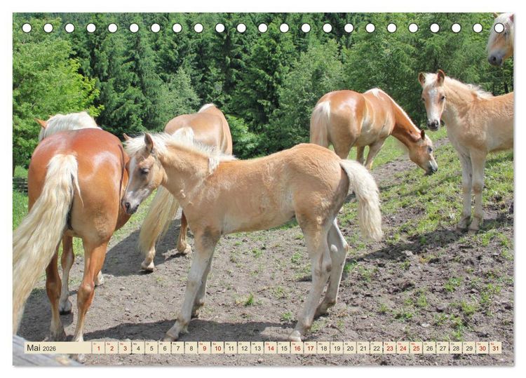Produktbild: Tiroler Langm&auml;hnen (Tischkalender 2026 DIN A5 quer), CALVENDO Monatskalender