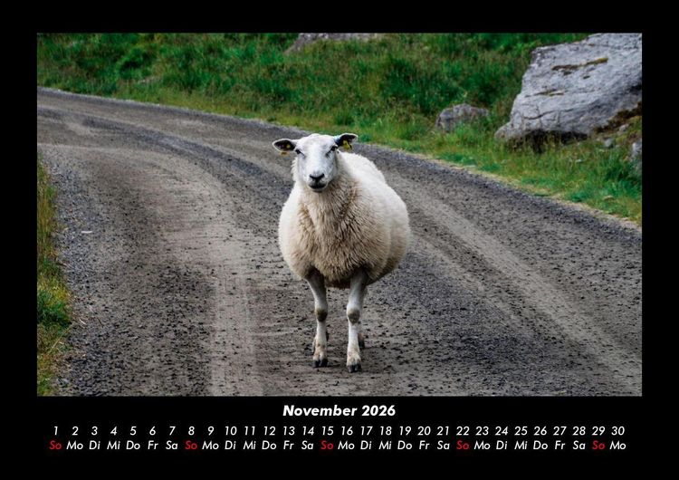 Produktbild: Welt der Tiere 2026 Fotokalender DIN A3
