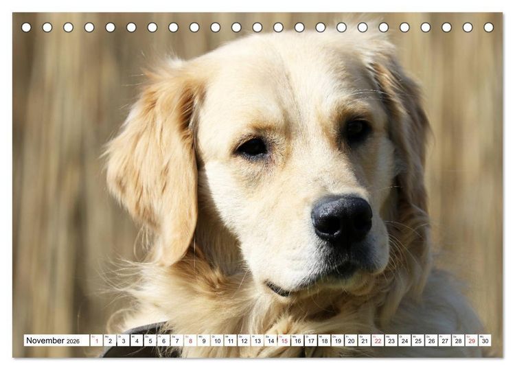Produktbild: Golden Retriever ein treuer Begleiter (Tischkalender 2026 DIN A5 quer), CALVENDO Monatskalender