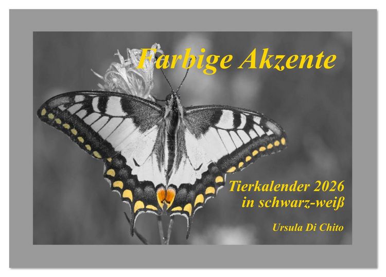 Produktbild: Farbige Akzente - Tierkalender 2026 in schwarz-wei&szlig; (Wandkalender 2026 DIN A2 quer), CALVENDO Monatskalender