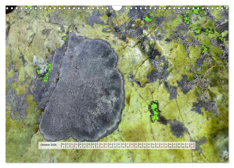 Produktbild: organische Strukturen Abstrakte Formen der Natur (Wandkalender 2026 DIN A3 quer), CALVENDO Monatskalender