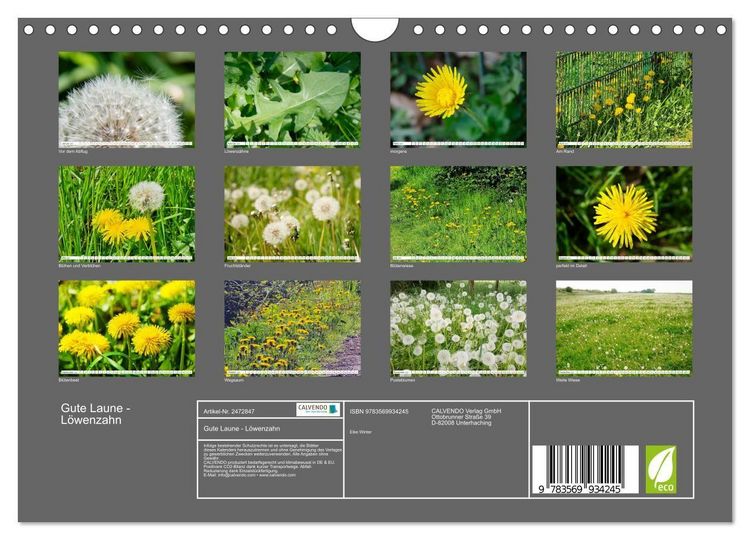 Produktbild: Gute Laune - L&ouml;wenzahn (Wandkalender 2027 DIN A4 quer), CALVENDO Monatskalender