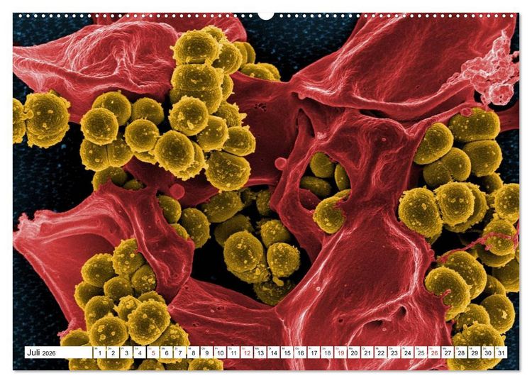 Produktbild: Mikrobiologie. Mikroorganismen, Genetik und Zellen (hochwertiger Premium Wandkalender 2026 DIN A2 quer), Kunstdruck in Hochglanz