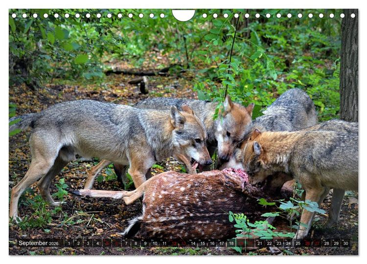 Produktbild: Begegnung mit dem Wolf (Wandkalender 2026 DIN A4 quer), CALVENDO Monatskalender
