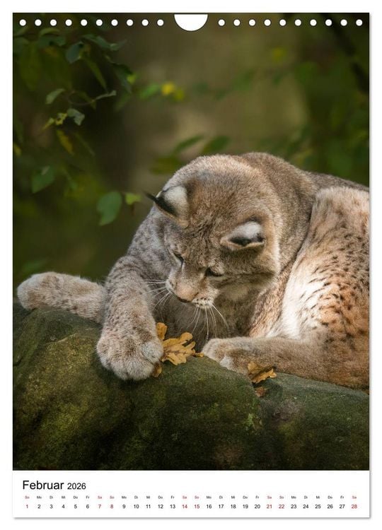 Produktbild: Der eurasische Luchs (Wandkalender 2026 DIN A4 hoch), CALVENDO Monatskalender