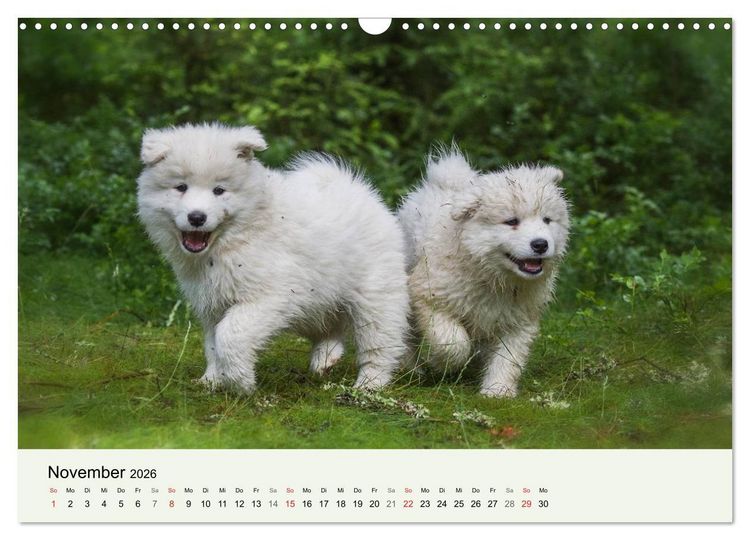 Produktbild: Kleine Samojeden - Eisb&auml;rchen Abenteuer im M&auml;rchenwald (Wandkalender 2026 DIN A3 quer), CALVENDO Monatskalender