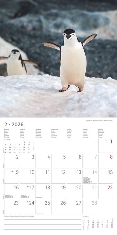 Pinguine 2026 - Broschürenkalender 30x30 cm (30x60 geöffnet) - Kalender mit Platz für Notizen - Penguins - Bildkalender - Wandplaner - Wandkalender
