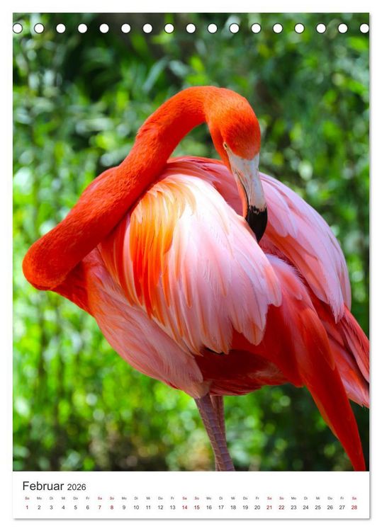 Produktbild: Flamingos in rosa Federpracht. (Tischkalender 2026 DIN A5 hoch), CALVENDO Monatskalender