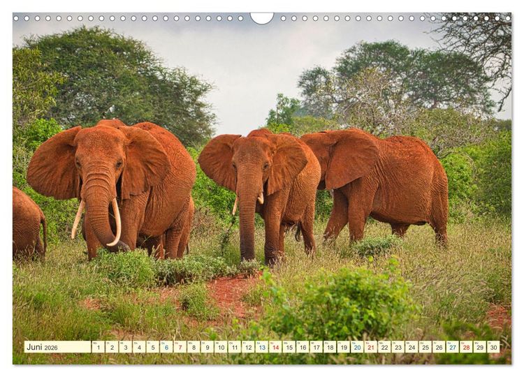 Produktbild: Die Riesen der Savanne (Wandkalender 2026 DIN A3 quer), CALVENDO Monatskalender