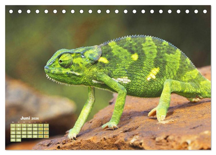 Produktbild: Cham&auml;leon: Die farbenfrohe Welt der Reptilien (Tischkalender 2026 DIN A5 quer), CALVENDO Monatskalender