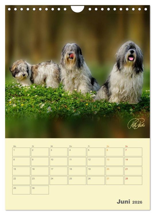 Produktbild: PON-Welpen - jeder Tag ein gro&szlig;es Abenteuer / Planer (Wandkalender 2026 DIN A4 hoch), CALVENDO Monatskalender